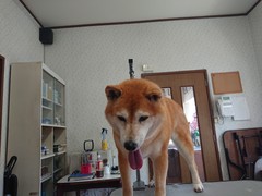 柴犬×2